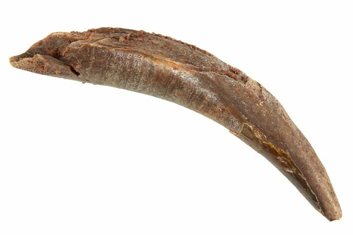 Fossil Pterosaur (Siroccopteryx) Tooth - Morocco #329009